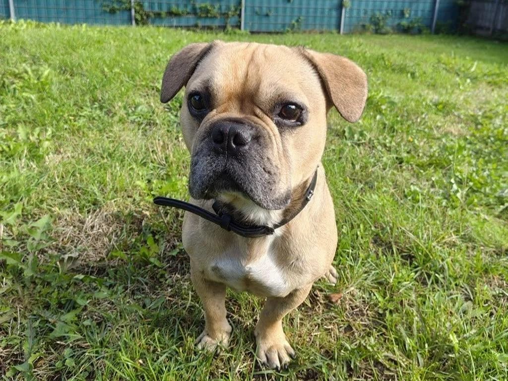 Marley, hellbraun mit schwarzen Abzeichen male 4yo French Bulldog for adoption at Hamburger Tierschutzverein, Hamburg