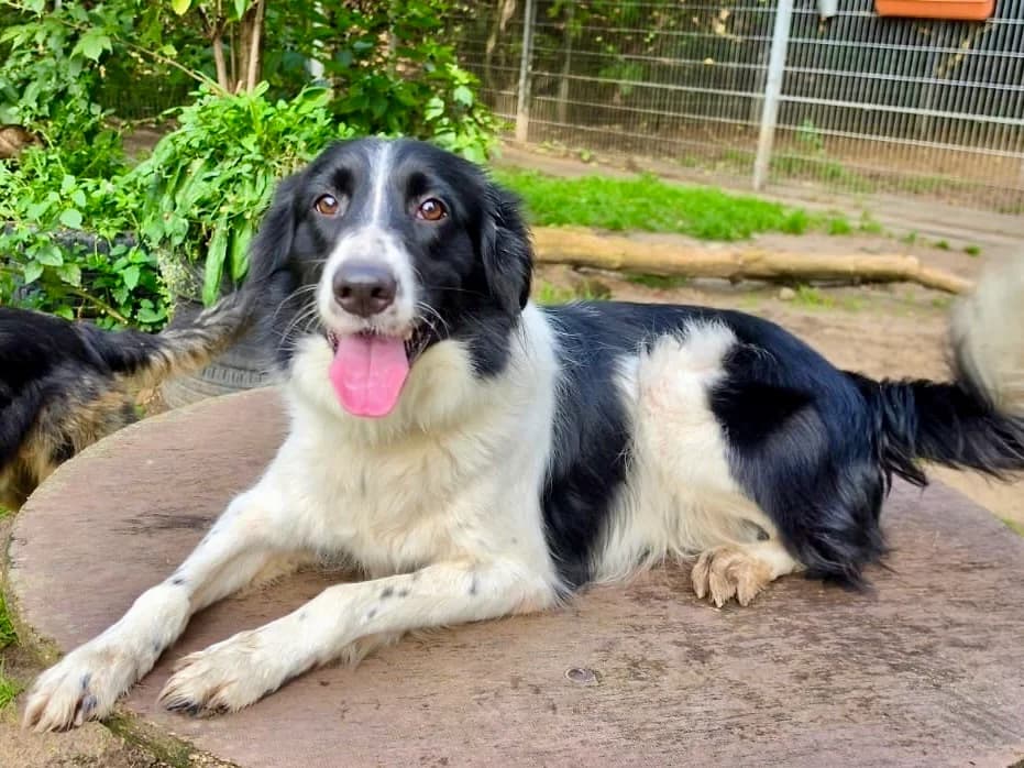 Brausi, schwarz-weiß female 4yo Border Collie for adoption at Tierheim Hamburg, Hamburg