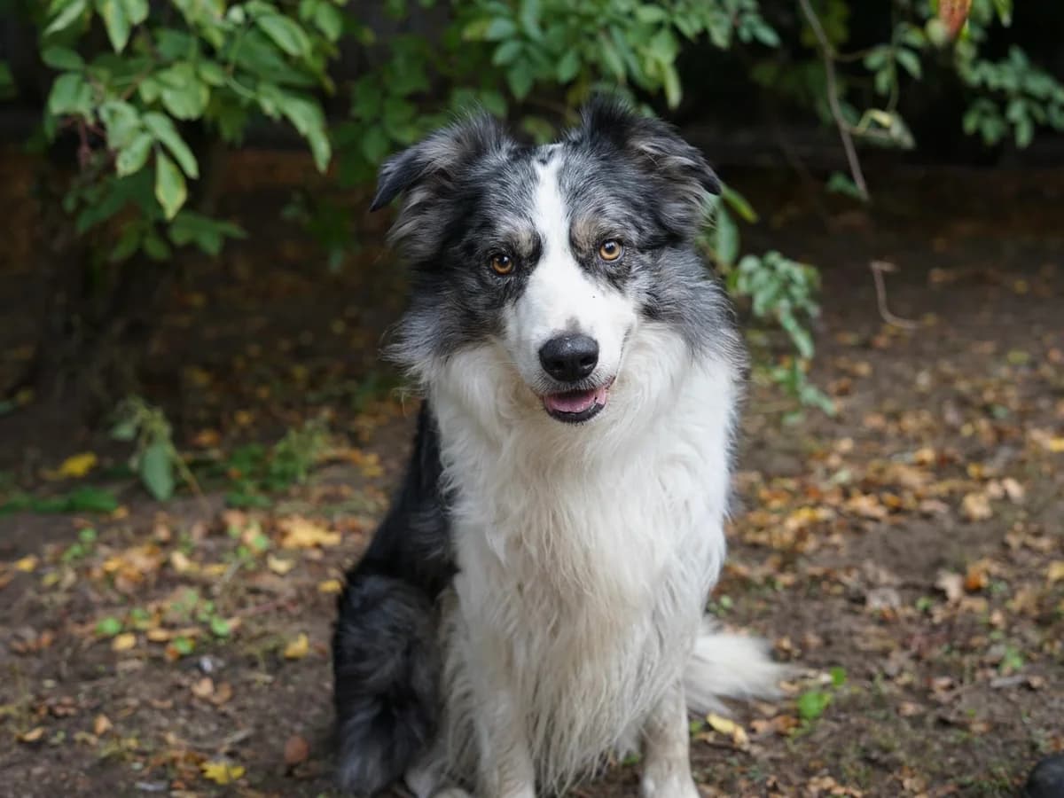 Yari, blue-merle male 5yo Border Collie for adoption at Hamburger Tierschutzverein, Hamburg
