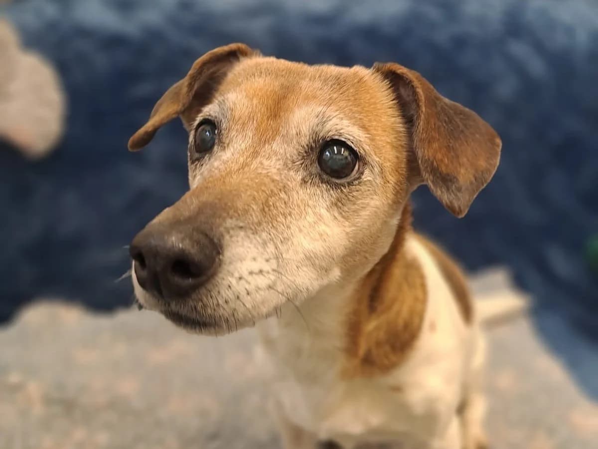 Emma, weiß mit braunen Abzeichen female Jack Russell Terrier for adoption at Tierheim Hamburg, Hamburg