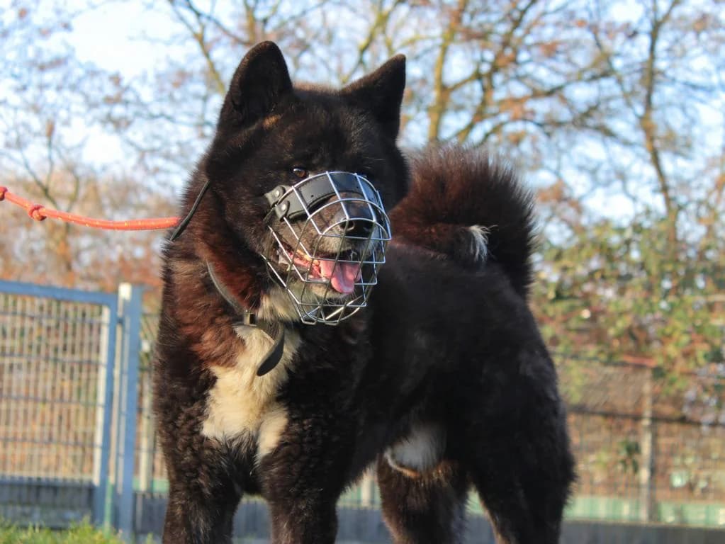 Kurai, braun-schwarz mit weißen Abzeichen male 5yo Akita for adoption at Hamburger Tierschutzverein, Hamburg