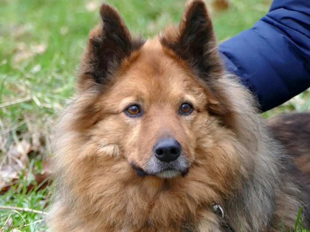 Pelle, braun mit schwarzer Decke male senior Border Collie for adoption at Tierheim Hamburg, Hamburg