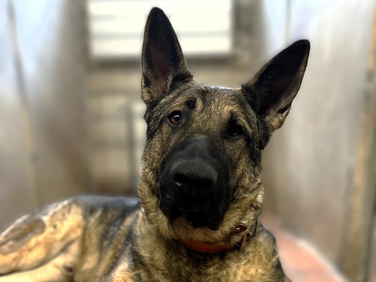Levy, braun-schwarz male 3yo German Shepherd for adoption at Hamburger Tierschutzverein, Hamburg