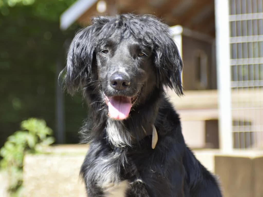 Osman, schwarz male senior Mixed Breed for adoption at Hamburger Tierschutzverein, Hamburg