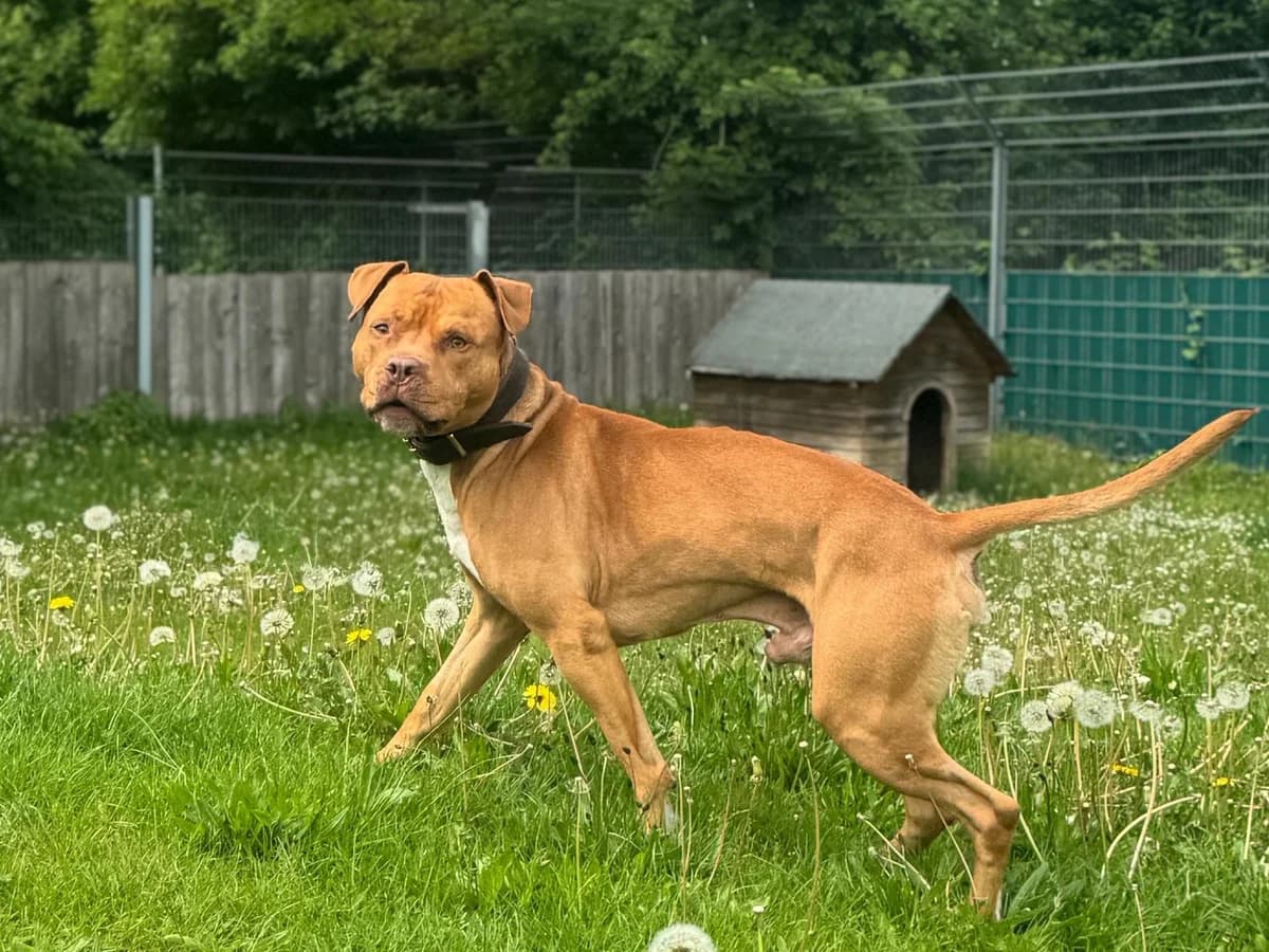 Fred, braun mit weißen Abzeichen male senior Staffordshire Bull Terrier for adoption at Hamburger Tierschutzverein, Hamburg