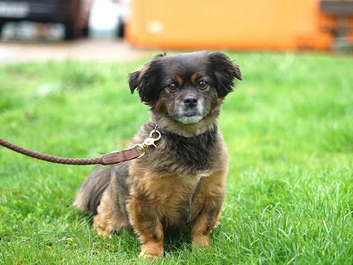 Pedro, schwarz mit braun und wenige weiße Abzeichen male senior Mixed Breed for adoption at Tierheim Hamburg, Hamburg