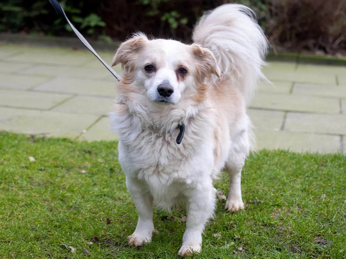 Rolex, beige male senior Mixed Breed for adoption at Hamburger Tierschutzverein, Hamburg