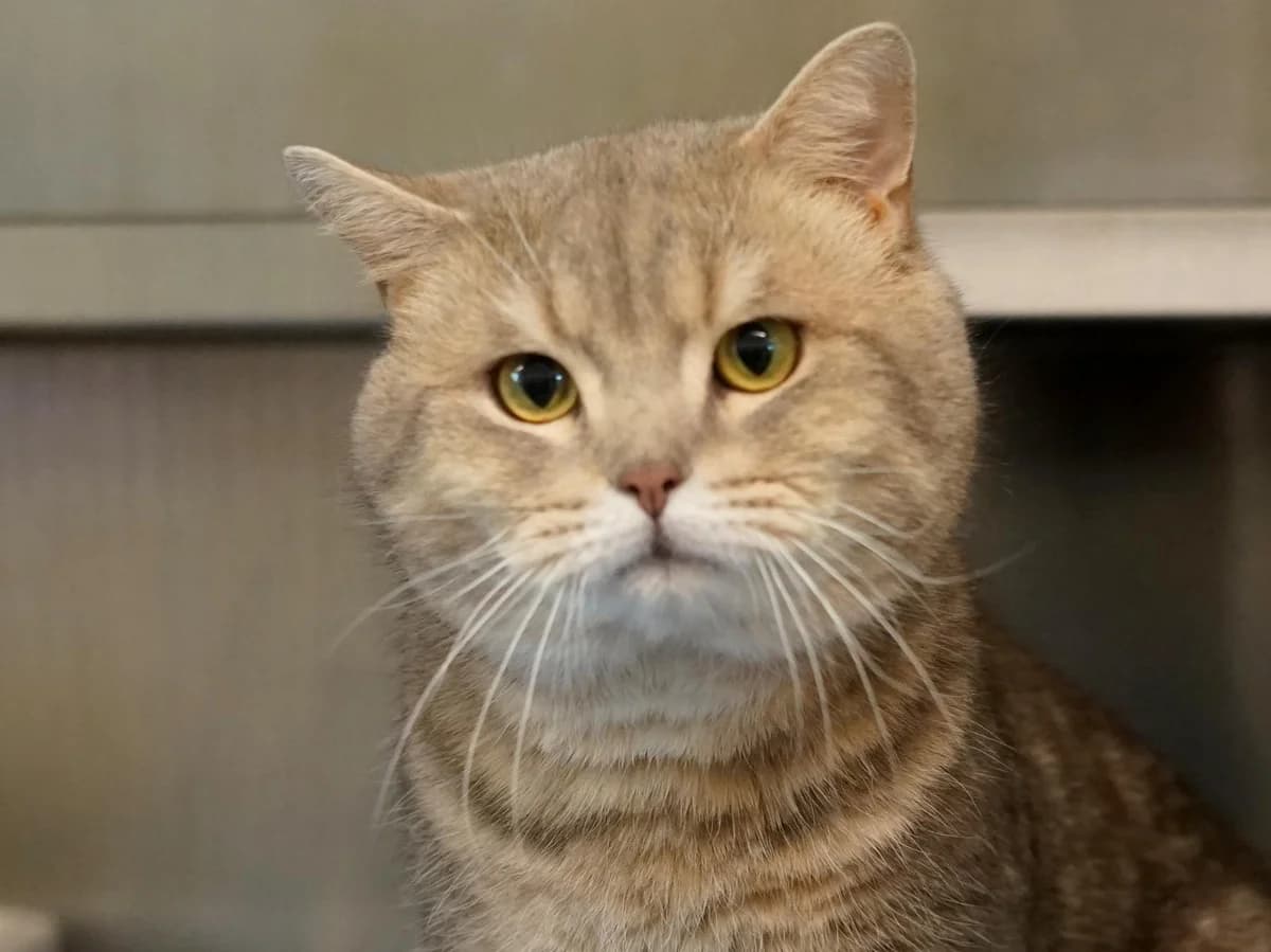 Ronny, grau-braun-getigert male 5yo Mixed Breed for adoption at Hamburger Tierschutzverein, Hamburg