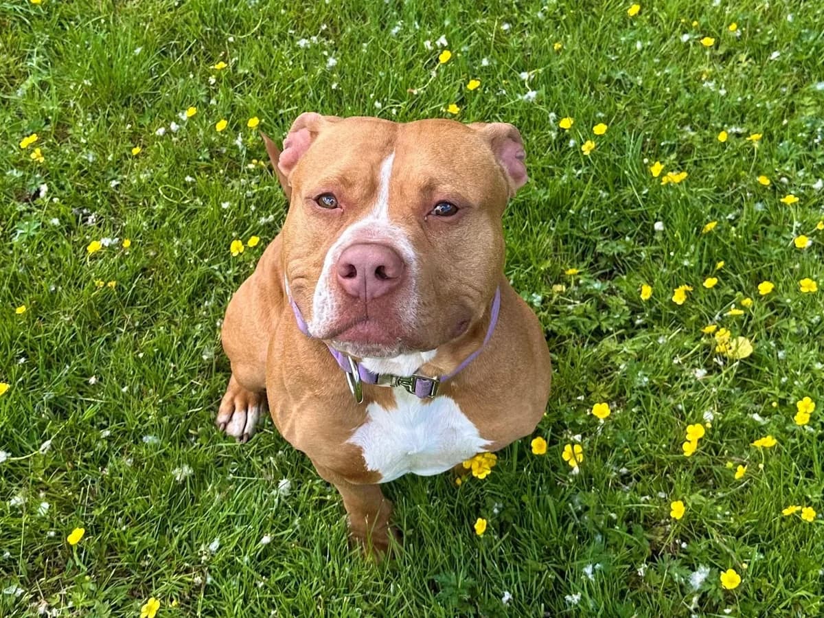 Elliot, hellbraun mit weißen Abzeichen male senior Staffordshire Bull Terrier for adoption at Hamburger Tierschutzverein, Hamburg
