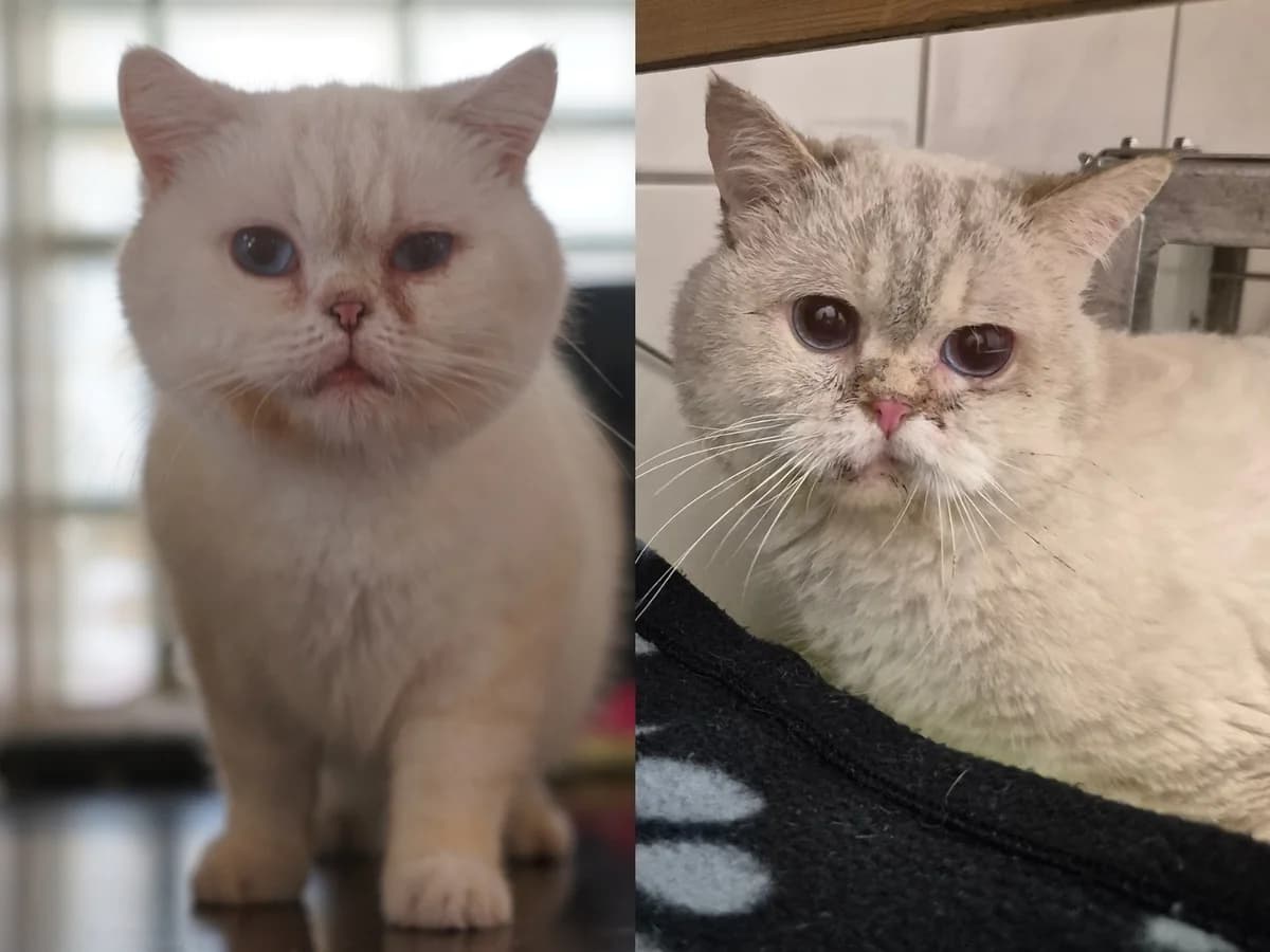 King & Karl, weiß, braun getigerter Schwanz (King), creme (Karl) male senior British Shorthair for adoption at Tierheim Hamburg, Hamburg