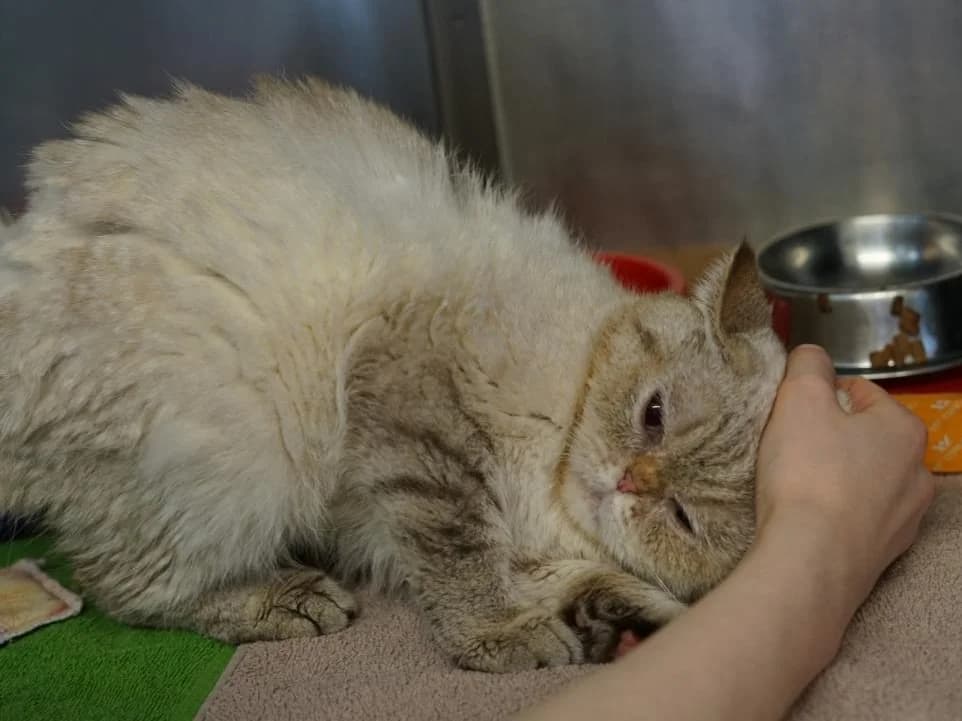 Milli, creme, Gesicht und Schwanz getigert female senior British Shorthair for adoption at Hamburger Tierschutzverein, Hamburg