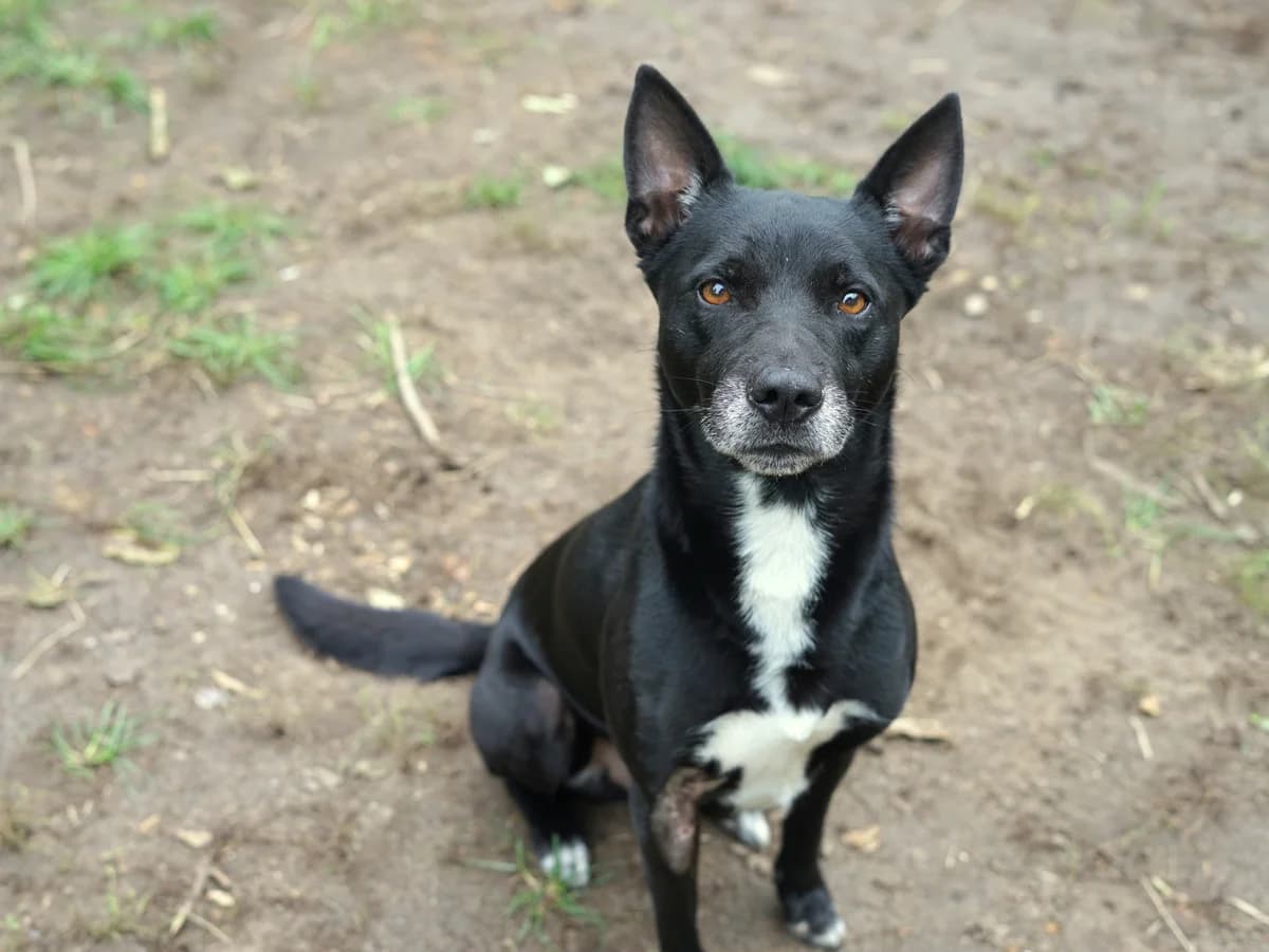 Lucky, schwarz mit weißen Abzeichen male senior Mixed Breed for adoption at Hamburger Tierschutzverein, Hamburg