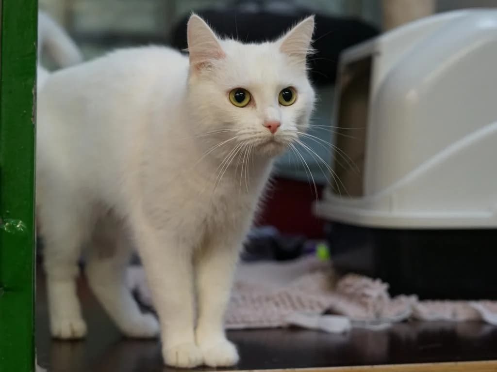 Katzen, grau male 4yo Mixed Breed for adoption at Hamburger Tierschutzverein, Hamburg
