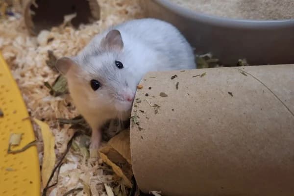 Oscar, female mixed breed for adoption at Hamsterhilfe NRW, Kaarst