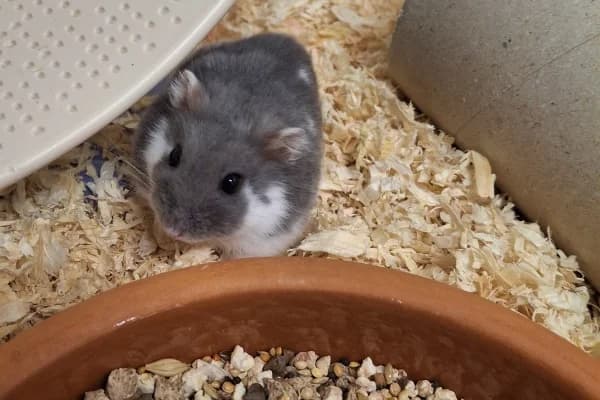 Suza, female mixed breed for adoption at Hamsterhilfe NRW, Kaarst