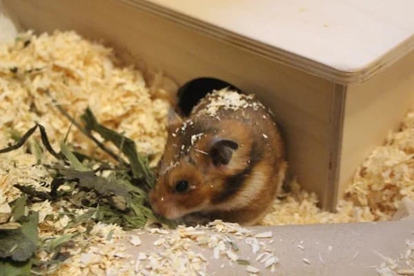 Concorde, female young mixed breed for adoption at Hamsterhilfe NRW, Kaarst
