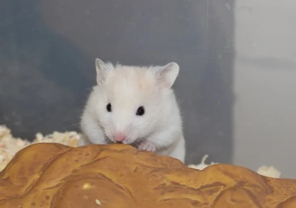 Picnic, male puppy mixed breed for adoption at Hamsterhilfe NRW, Kaarst