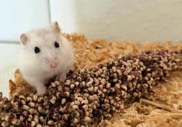 Cooki, male young mixed breed for adoption at Hamsterhilfe NRW, Kaarst