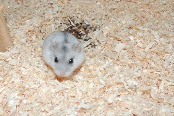 Effi, female mixed breed for adoption at Hamsterhilfe NRW, Kaarst