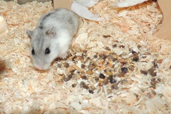 Solvey, female mixed breed for adoption at Hamsterhilfe NRW, Kaarst