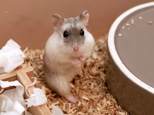 Vivie, female mixed breed for adoption at Hamsterhilfe NRW, Kaarst