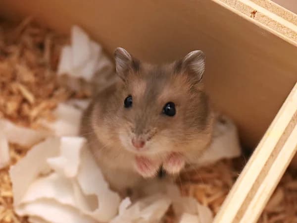 Kurti, male puppy mixed breed for adoption at Hamsterhilfe NRW, Kaarst