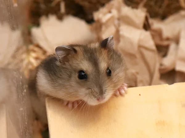 Hannes, male puppy mixed breed for adoption at Hamsterhilfe NRW, Kaarst