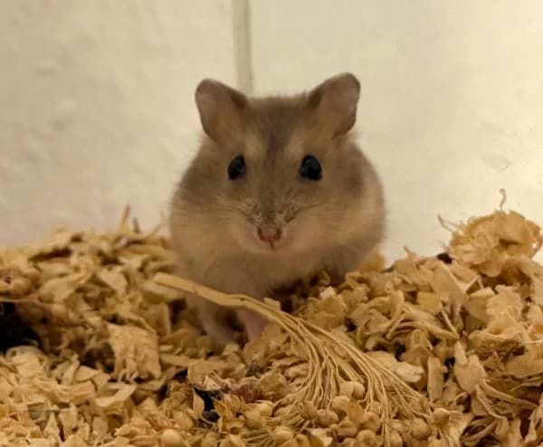 Susi, female puppy mixed breed for adoption at Hamsterhilfe NRW, Kaarst