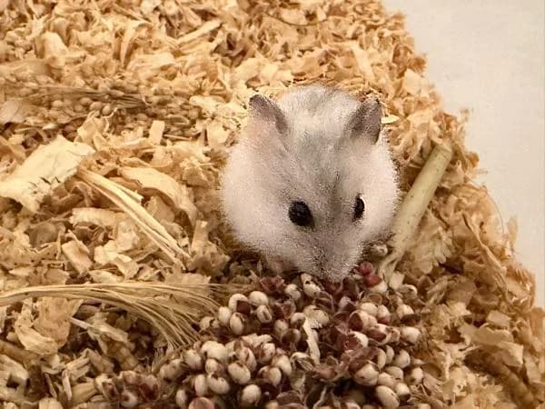 Snow, female puppy mixed breed for adoption at Hamsterhilfe NRW, Kaarst