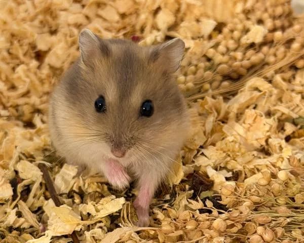 Moon, female puppy mixed breed for adoption at Hamsterhilfe NRW, Kaarst