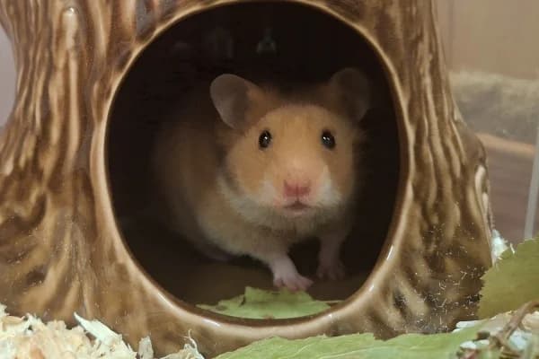 Patty, female mixed breed for adoption at Hamsterhilfe NRW, Kaarst
