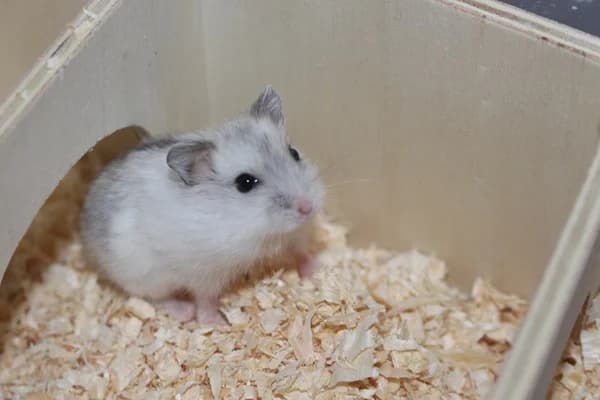 Cessna, female puppy mixed breed for adoption at Hamsterhilfe NRW, Kaarst
