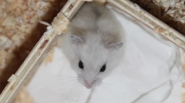 Casa, female puppy mixed breed for adoption at Hamsterhilfe NRW, Kaarst