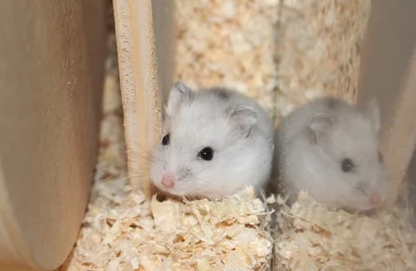 Antonow, male puppy mixed breed for adoption at Hamsterhilfe NRW, Kaarst