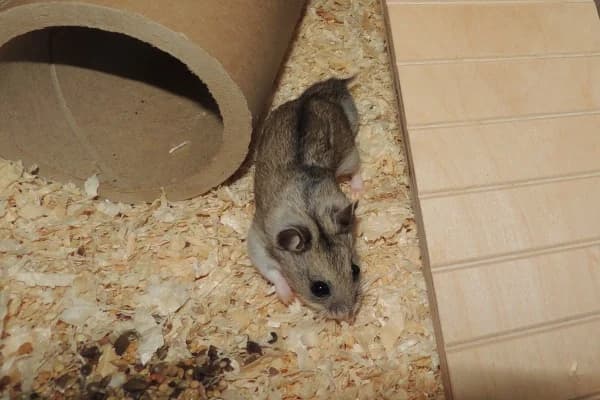 Ninja, male young mixed breed for adoption at Hamsterhilfe NRW, Kaarst
