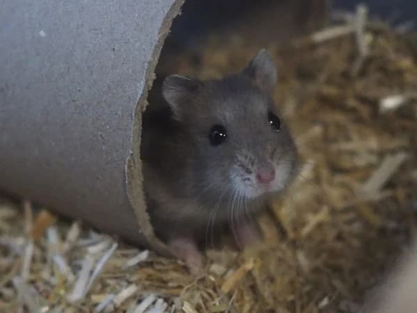 Freddie, male mixed breed for adoption at Hamsterhilfe NRW, Kaarst