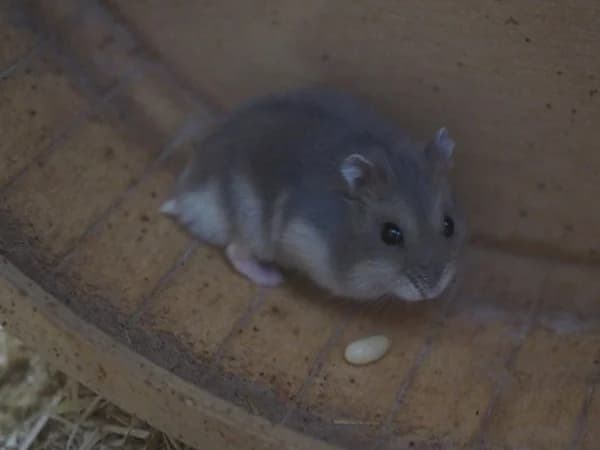 Frieder, male mixed breed for adoption at Hamsterhilfe NRW, Kaarst