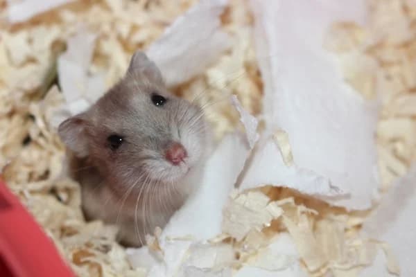 Lea, female mixed breed for adoption at Hamsterhilfe NRW, Kaarst