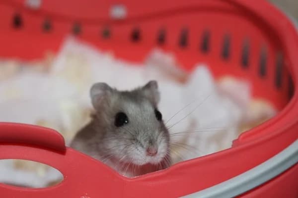 Dana, female mixed breed for adoption at Hamsterhilfe NRW, Kaarst