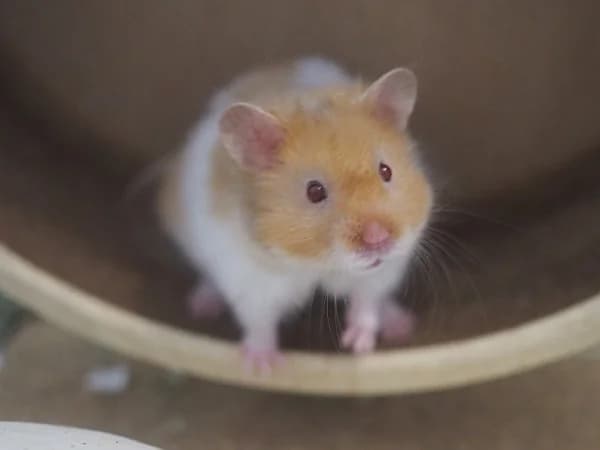 Bernd, male mixed breed for adoption at Hamsterhilfe NRW, Kaarst