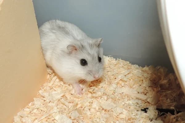 Percy, male young mixed breed for adoption at Hamsterhilfe NRW, Kaarst