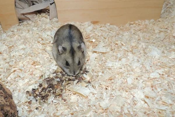 Mily, female young mixed breed for adoption at Hamsterhilfe NRW, Kaarst