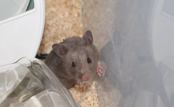 Nack, female young mixed breed for adoption at Hamsterhilfe NRW, Kaarst