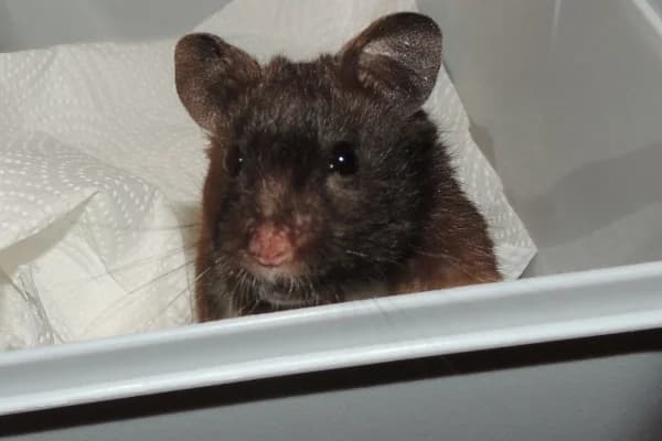 Aiden, male mixed breed for adoption at Hamsterhilfe NRW, Kaarst