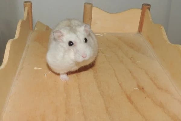 Caliban, male mixed breed for adoption at Hamsterhilfe NRW, Kaarst