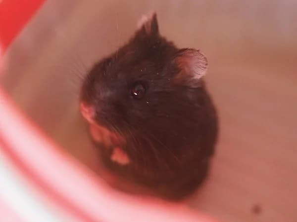 Zuni, female mixed breed for adoption at Hamsterhilfe NRW, Kaarst