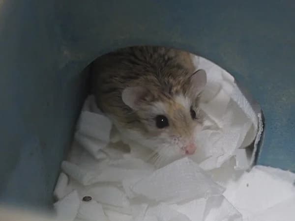 Wincent, male mixed breed for adoption at Hamsterhilfe NRW, Kaarst