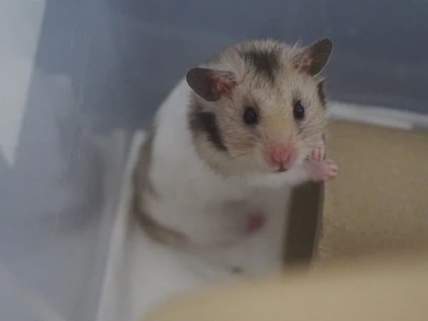 Brodie, male mixed breed for adoption at Hamsterhilfe NRW, Kaarst
