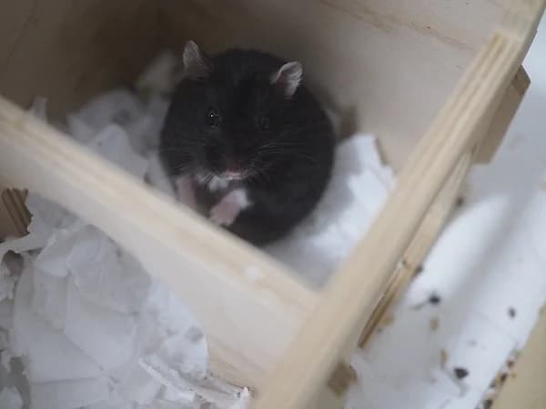 Kenzy, male mixed breed for adoption at Hamsterhilfe NRW, Kaarst
