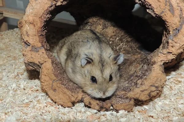 Jules, male mixed breed for adoption at Hamsterhilfe NRW, Kaarst